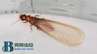 常见的几种白蚁灭治方法