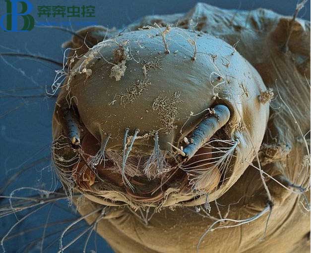 如何快速有效的除螨！