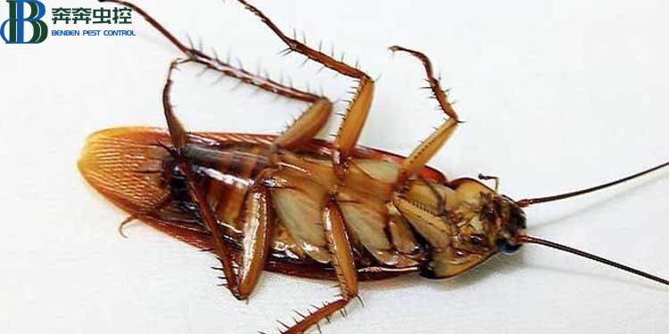 蟑螂怎么消灭最彻底？