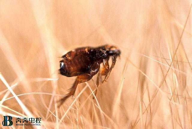 如何消灭狗狗的跳蚤？