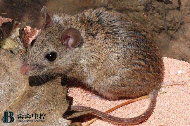 如何灭鼠？这3个捕鼠方法简便又实用