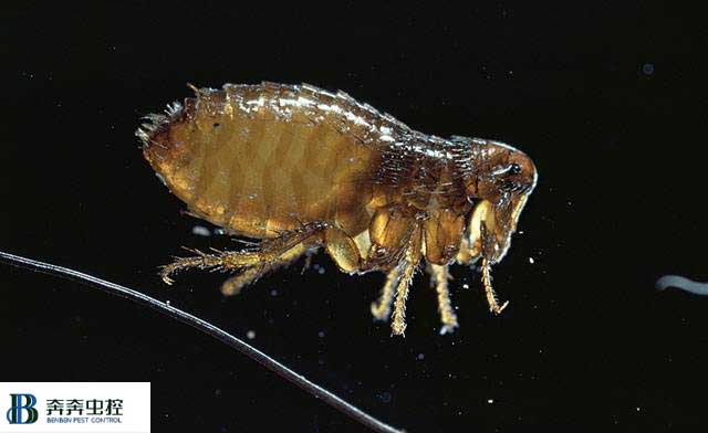 被跳蚤咬了怎么办