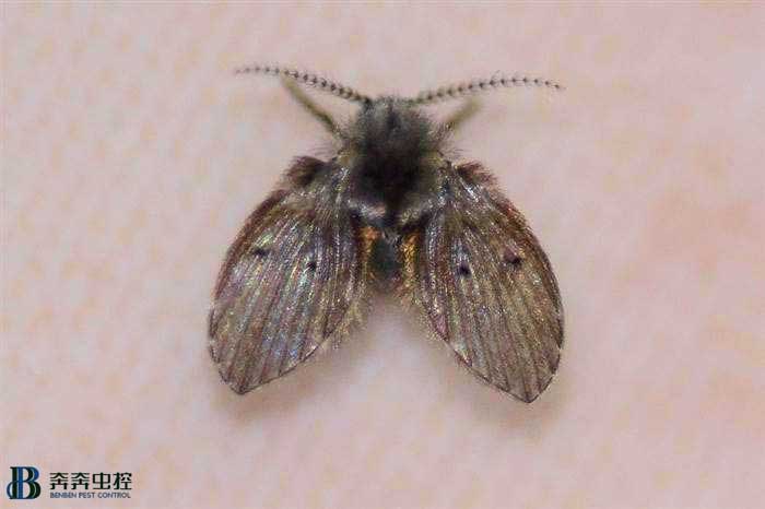 蛾蠓幼虫和成虫怎么防治，如何消灭它？