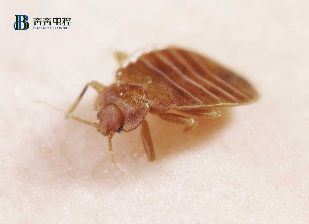 如何灭臭虫？防治臭虫有哪些可行的方法？