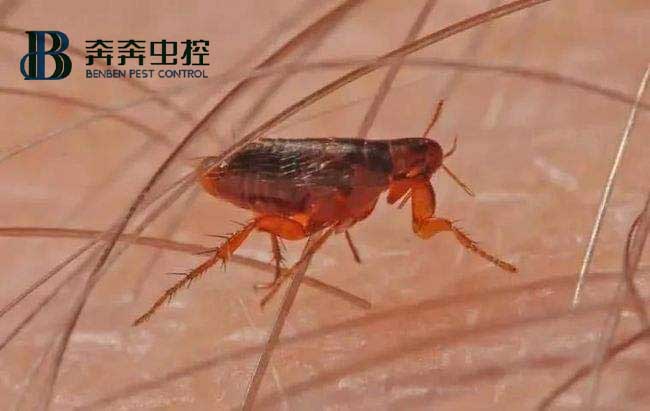 居家防治跳蚤，有哪些方法可以随手做？