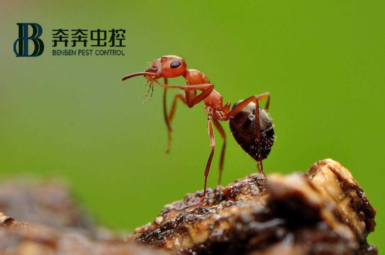 蚂蚁怎么消灭？