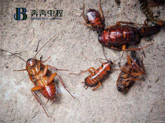 如何有效防治蟑螂？