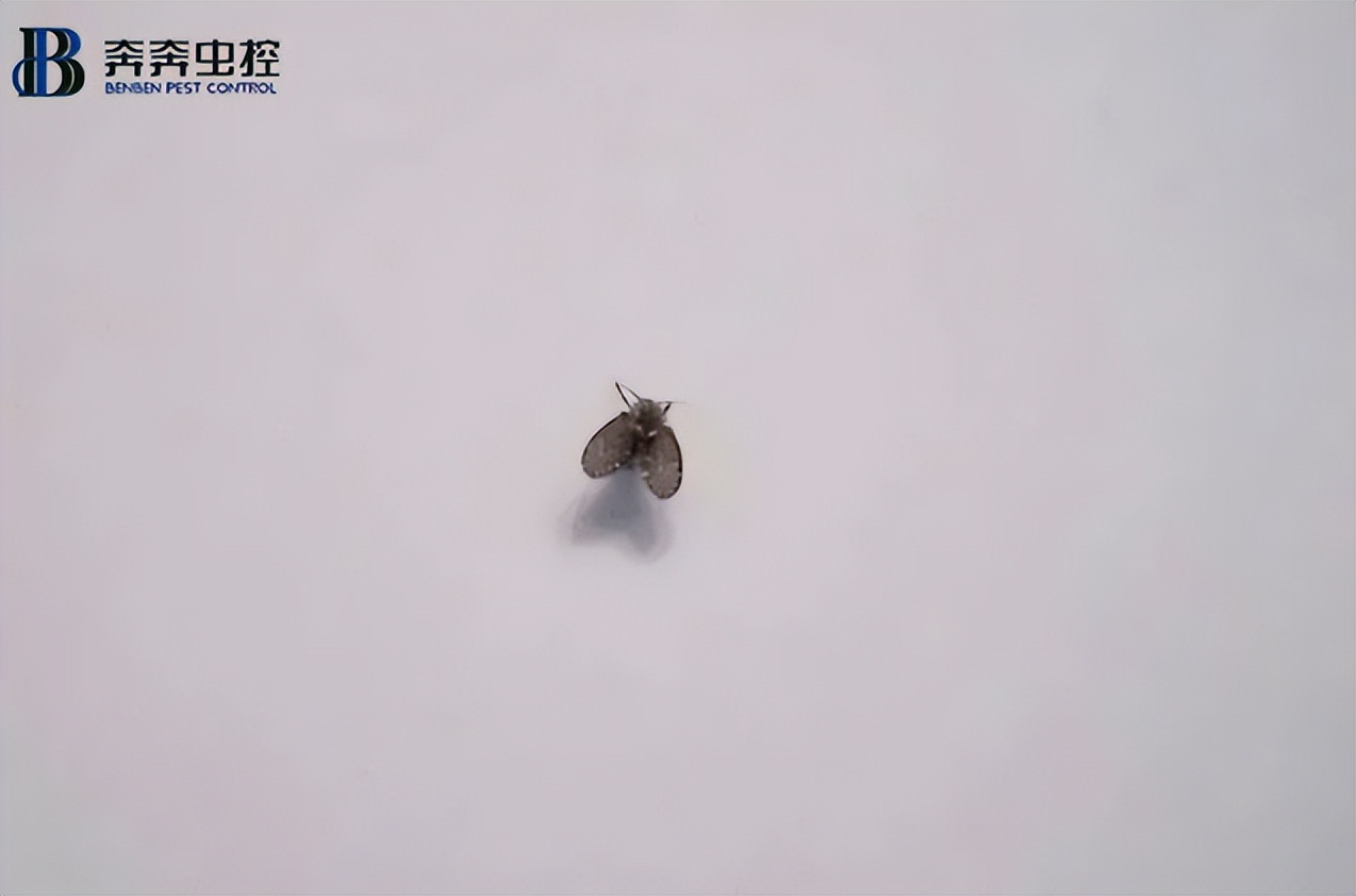 蛾蚋的危害及最佳防治方法