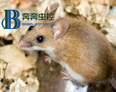 如何彻底灭老鼠