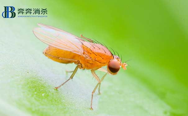 专业除虫公司教您怎么除果蝇