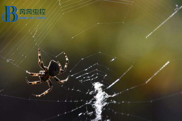 蜘蛛是怎么在相隔那么远的地方拉第一根丝的？