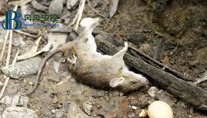 带你深入了解老鼠的危害