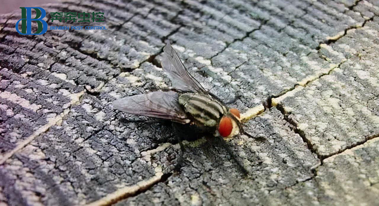 苍蝇是如何度过寒冷的冬季的？