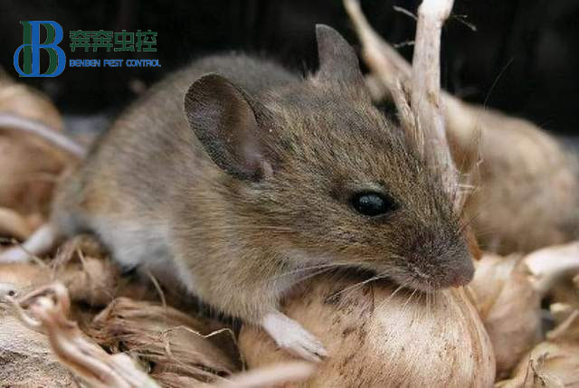 封闭环境中，老鼠是怎么进入室内的？