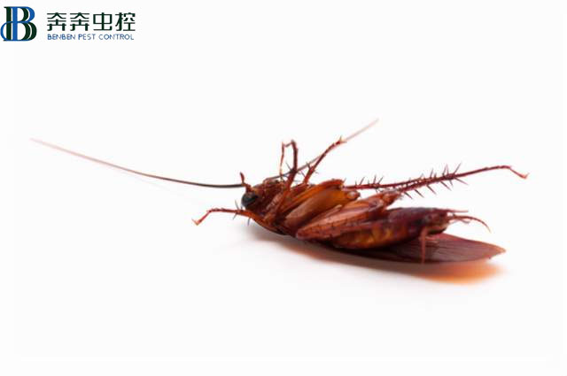 昆虫死后为什么都是&ldquo;四脚朝天&rdquo;的？