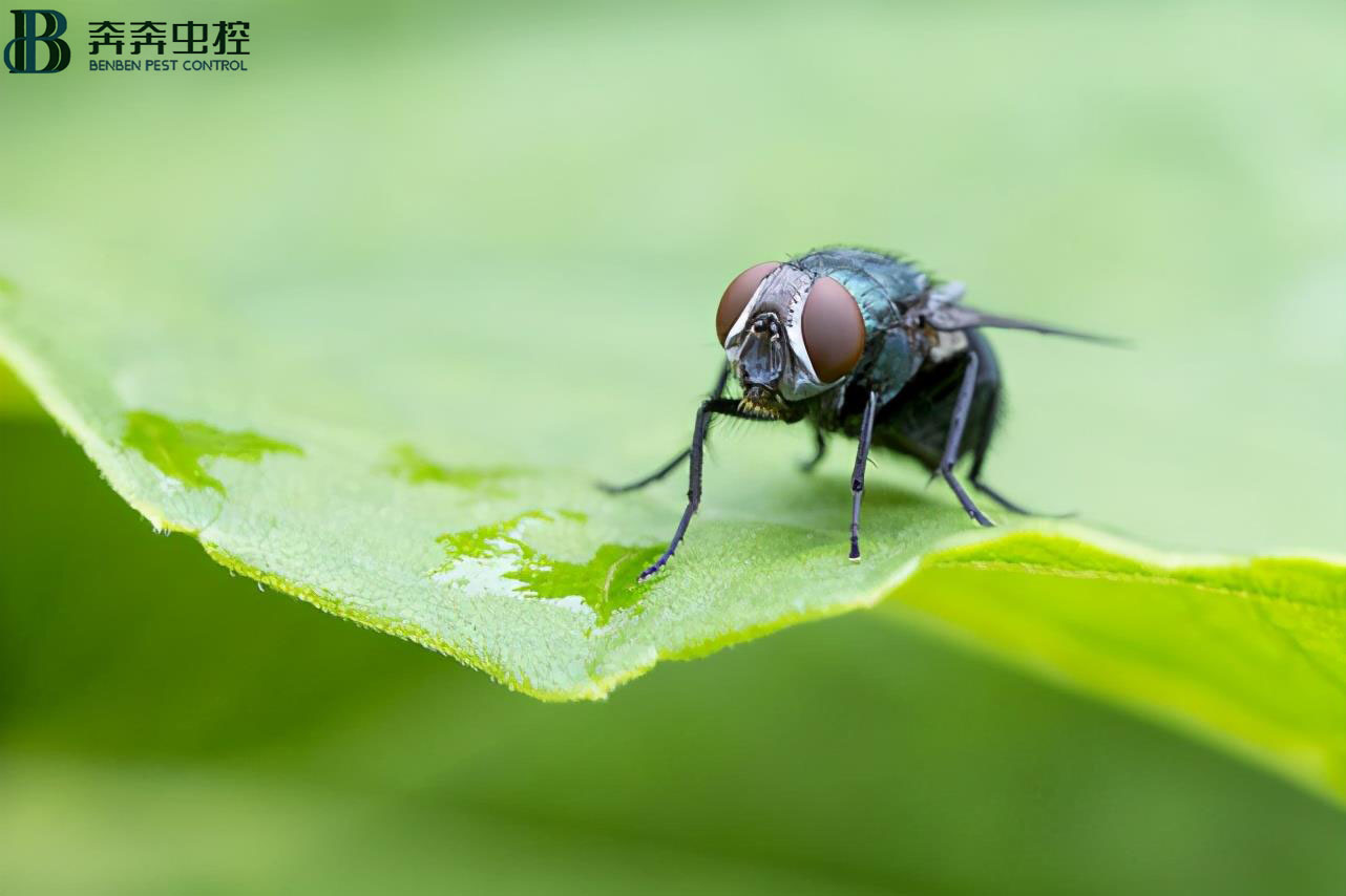 苍蝇总在脏的地方觅食，为什么不会生?。? class=