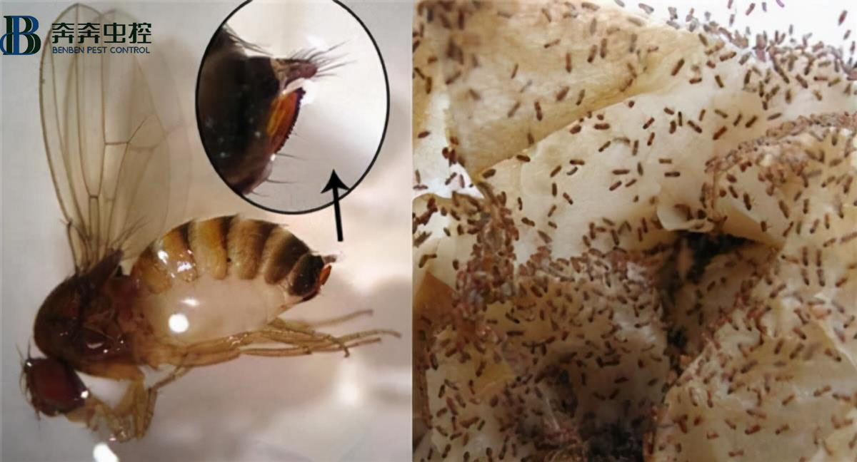 莫名出现的小飞虫都哪里来的？驱虫方法全在这里