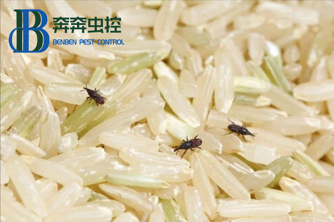 米和面为什么会无缘无故长虫？其实你吃的饭都可能含有虫卵