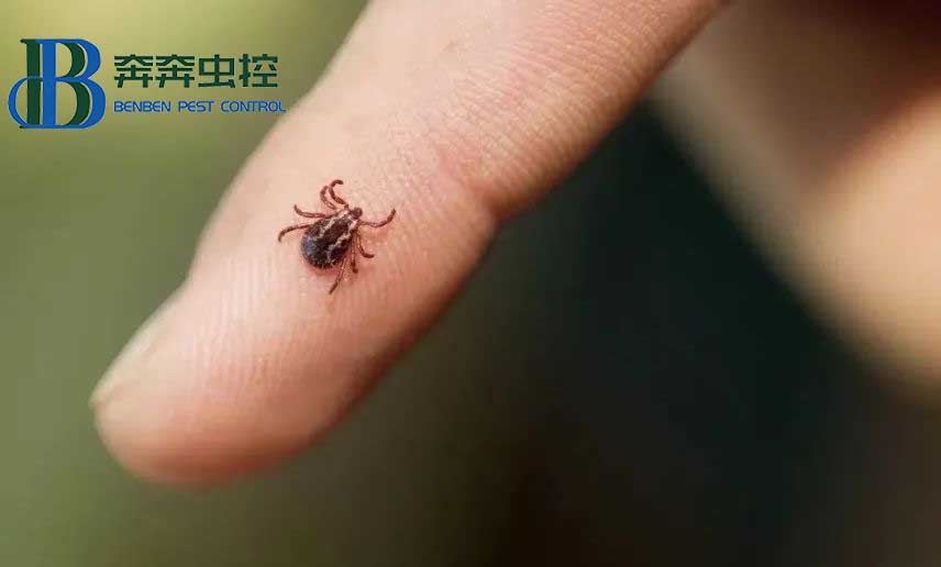 夏天露营，昆虫进入高发期，奔奔虫控教你如何防护