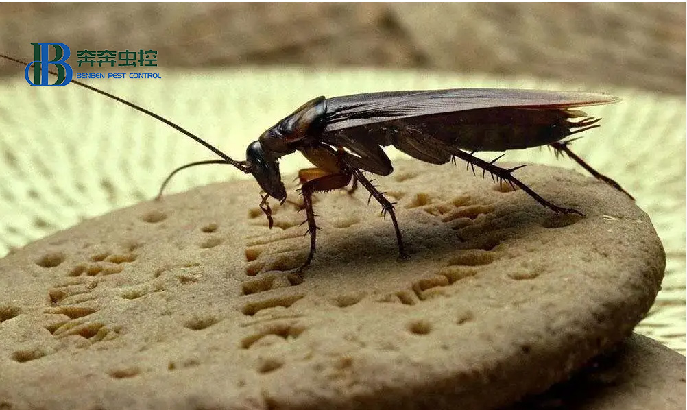 你家也在养蟑螂吗？