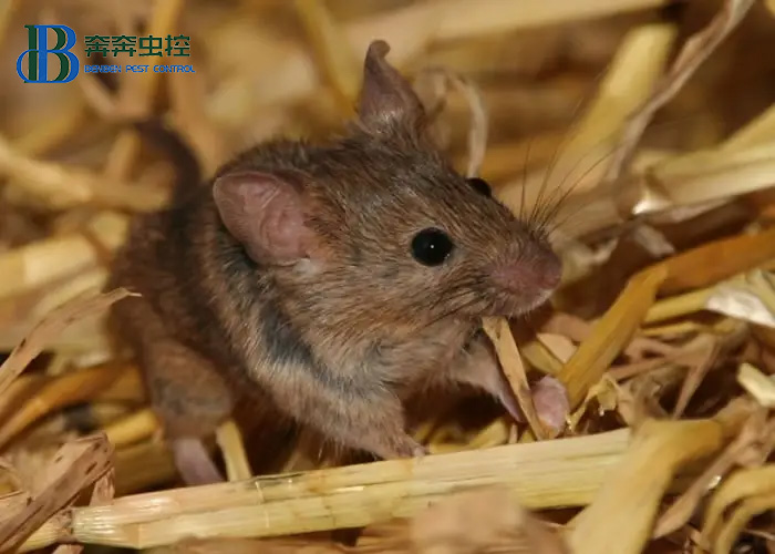 地铁环境中鼠患的原因