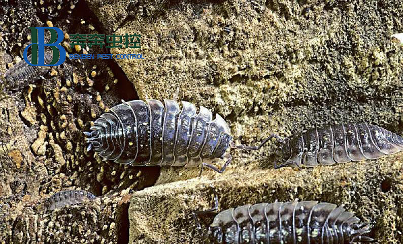 最有效的治潮虫的办法有哪些？如何预防？