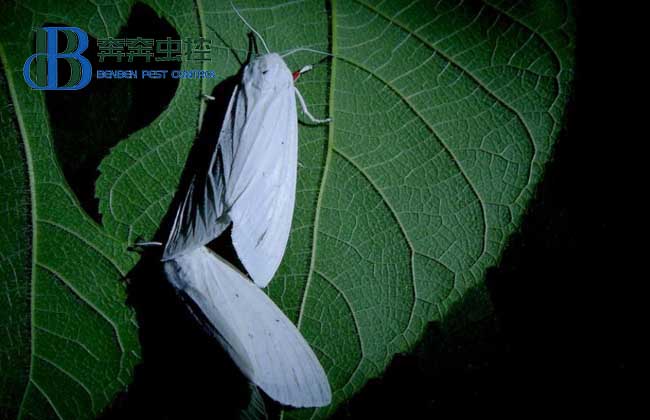 飞蛾为什么要扑火？飞蛾为什么喜欢光？