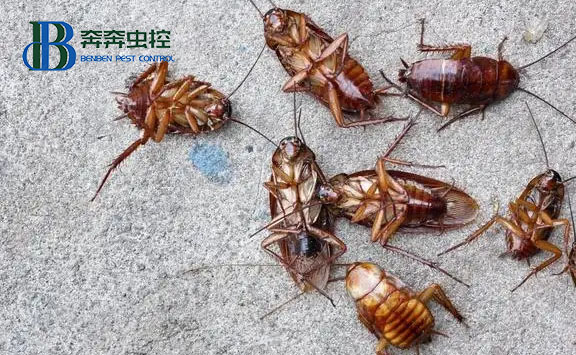 家里的这些地方是蟑螂的理想之所