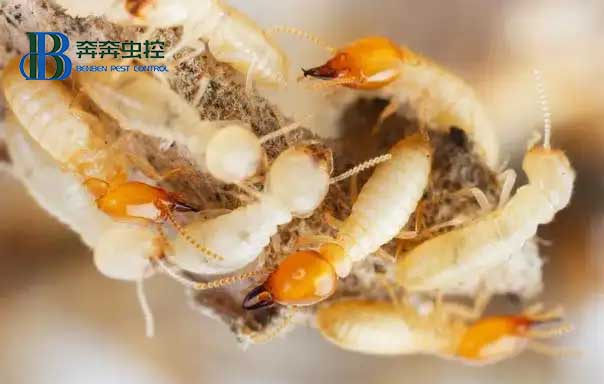 虫控公司教您如何有效防治白蚁