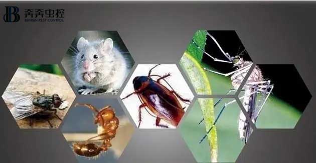 老鼠蚊虫和蚂蚁怎么消灭？如何防治它们
