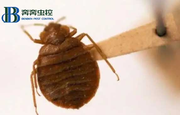 室内突然有了臭虫，它是从哪儿来的？