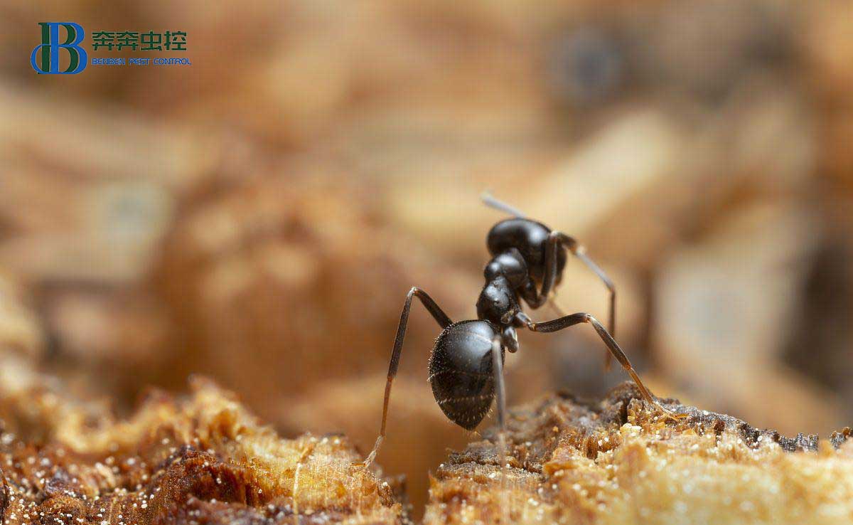  蚂蚁为什么只对你家情有独钟？