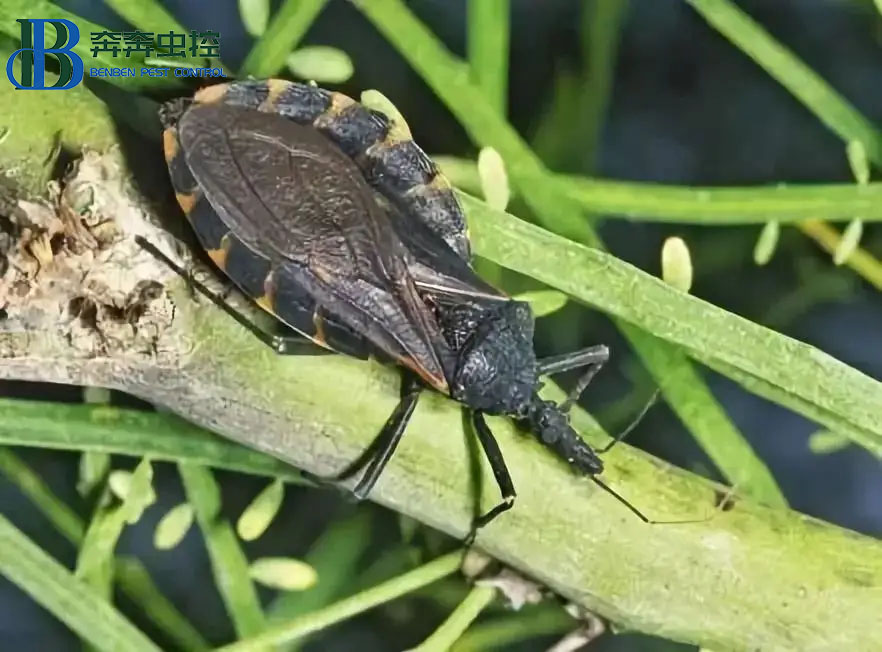 锥蝽和臭虫的区别 怎样防锥蝽？