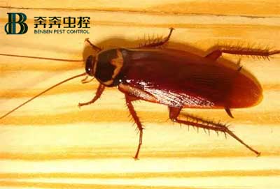 家里发现蟑螂？怎么快速根除？