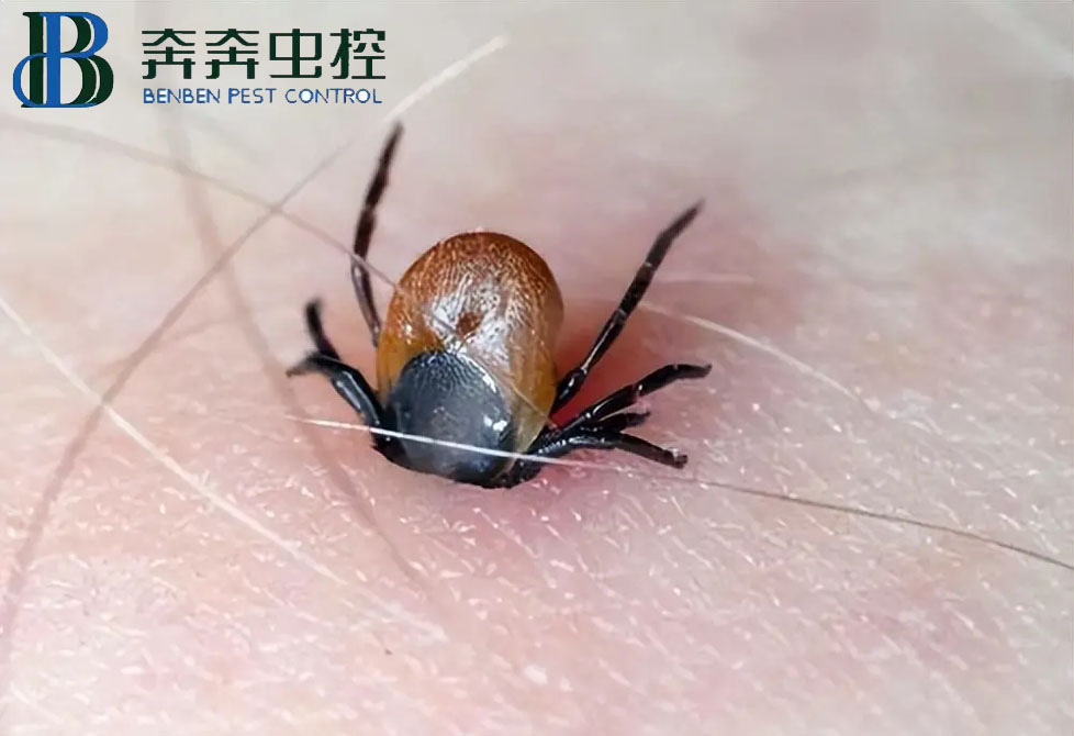 蜱虫是什么？如何预防蜱虫叮咬？