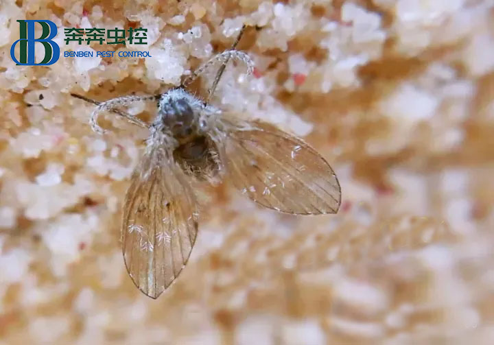 蛾蠓有什么危害？如何消灭蛾蠓