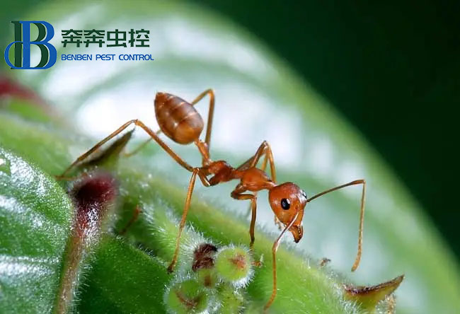 家里出现蚂蚁怎么办？要如何除根