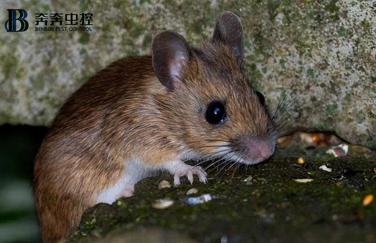 家里有老鼠不敢睡觉？