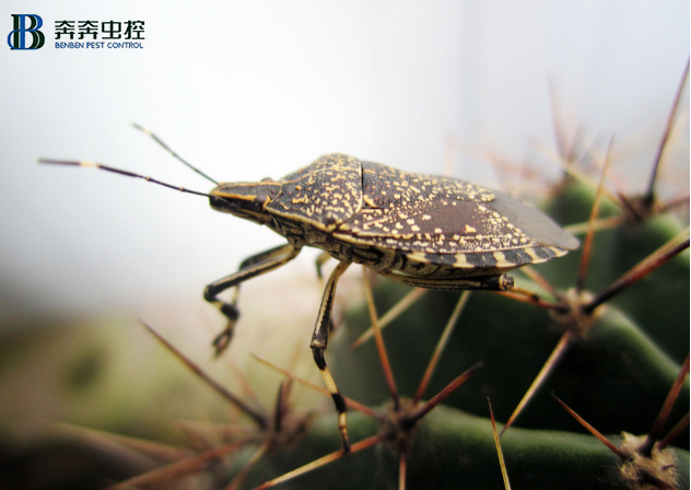 家里有臭虫应该怎么消灭呢？