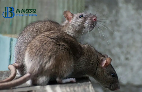 如何判断家里有没有老鼠？这些信号给您提示！