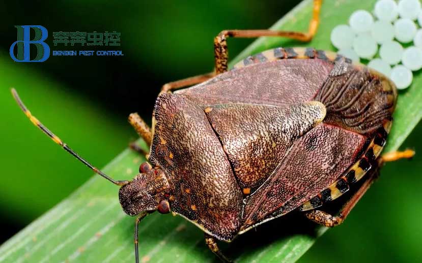 家里为什么会出现臭虫