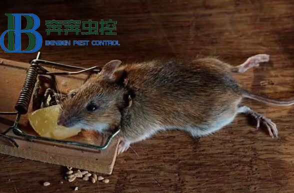 暖气管道内的老鼠怎么清除？