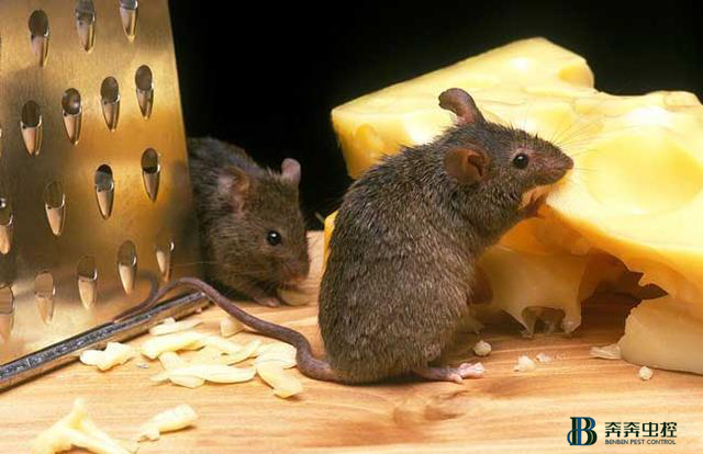 不小心吃了老鼠吃过的东西怎么办？