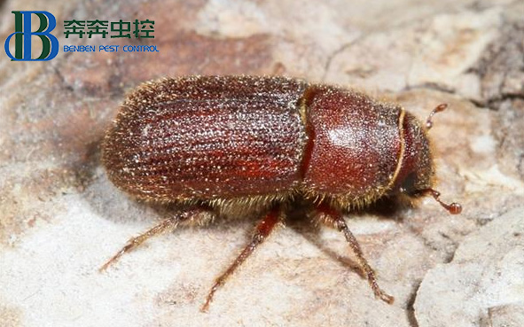 如何消灭&ldquo;木老虎&rdquo;粉蠹虫？