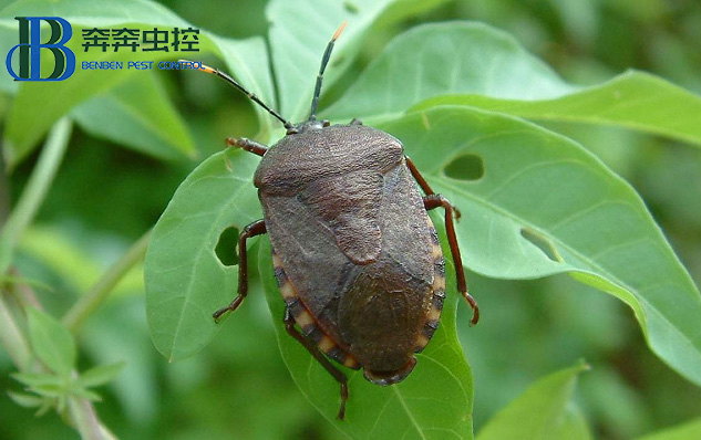 如何防治椿象？