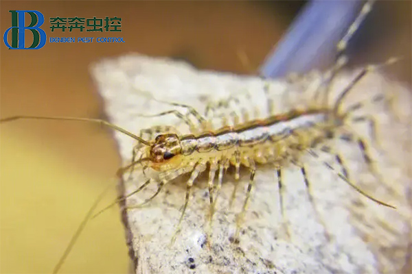 家里出现蚰蜒怎么去除？