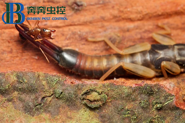 蠼螋来袭，怎么破？