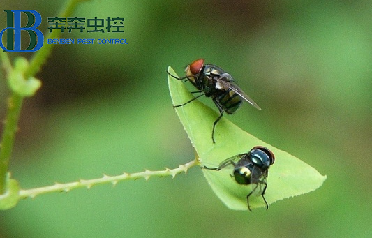 苍蝇为什么要搓手？