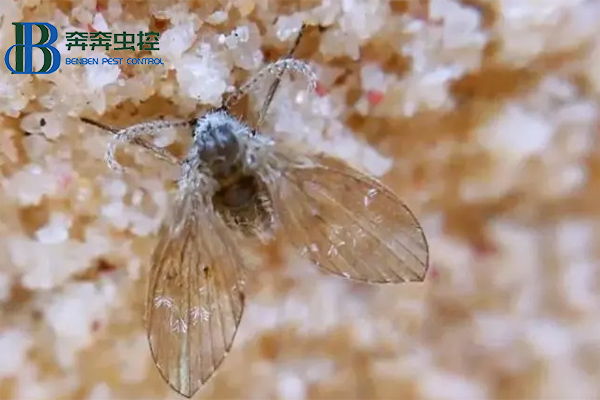 卫生间里来了蛾蠓怎么办？