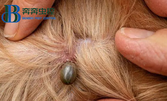 小小蜱虫危害大